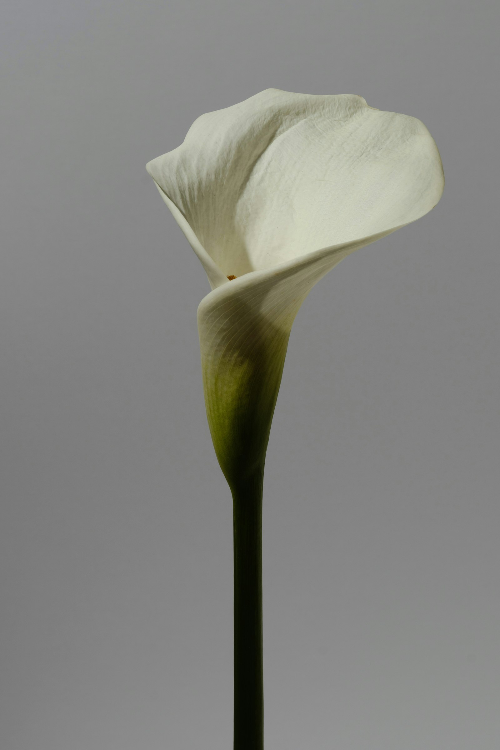Una cala blanca sobre fondo gris